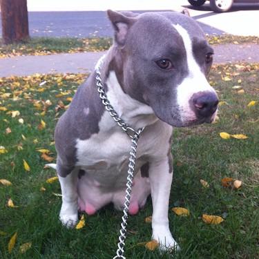 Parkers Anna Pit Bull.jpg